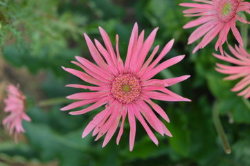 pink flower