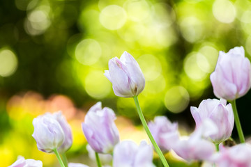 Colorful of white  tulip in the garden and blurry flower background,selective focus with soft focus.