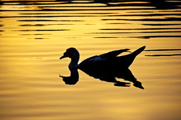 Duck Silhouette at Sunset