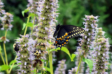 Beautiful Black Butterfly