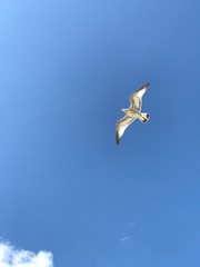 seagull in flight