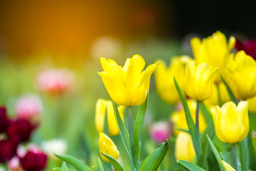 Colorful of yellow  tulip in the garden and blurry flower background,selective focus with soft focus.