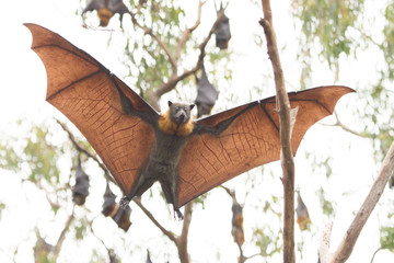 Fruit Bat Coming in to Land