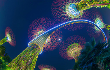 Supertree Grove. Garden by the bay or outdoor artificial trees in Marina Bay area in urban city of Singapore Downtown at night. Landscape background