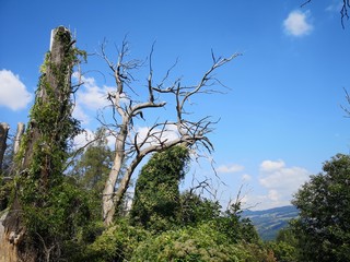 mystischer dürrer Baum