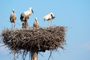preciosas tomas de cigüeñas practicando el vuelo, oteando desde lo alto del nido,, vigilantes,...