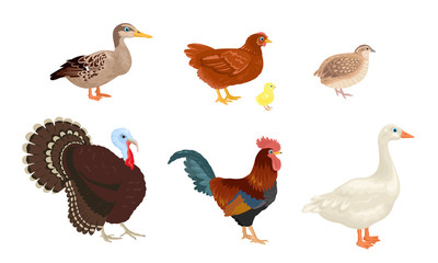 Farm birds set isolated on white background. Poultry yard. Vector illustration of a turkey, goose, duck, quail, rooster and chicken with little chick in cartoon simple flat style.