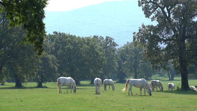 Lipizzaner horses grazing on a meadow	