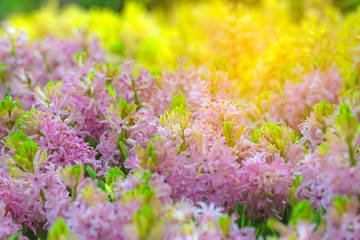 Blurry light of  hyacinth flower in the garden.