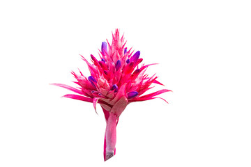 Colorful of pink  Bromeliad flower isolated on white background.Saved with clipping path.