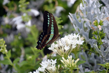 白いペンタスの花にとまって蜜を吸っているアオスジアゲハ