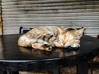sleeping cat on a desk
