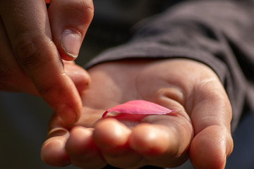 Europäischer Junge hält ein rosa Blütenblatt in der Hand und hält die zarte filigrane Blüte wie ein Geschenk für seine Liebe in der Kinderhand mit Fingern und Daumen isoliert als closeup