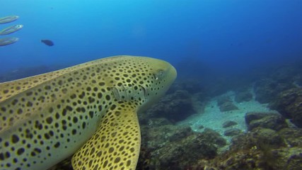 Zebra Shark Or Leopard Shark Close Up. Fish Feeding On Calm Peaceful Colourful Bottom Dwelling Shark Swimming On Coral Reef Blue Sea Water. Beautiful Gentle Pelagic Carpet Shark Underwater Marine Life