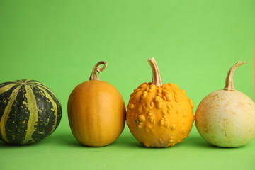 Pumpkins on a green background. Autumn harvest