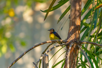 Close up of wild yellow canary passerine bird isolated on branch, natural tree background in...