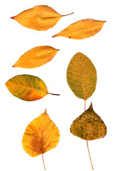 autumn leaves on a white background. Yellow, red, speckled green leaves of maple, poplar, sea buckthorn.