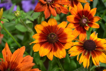Black-Eyed Susans in Bloom
