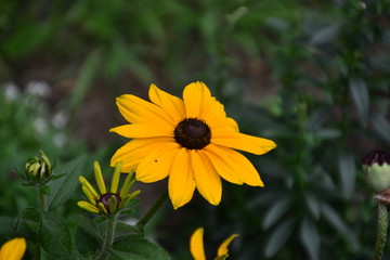 Black-Eyed Susans in Bloom