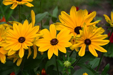 Black-Eyed Susans in Bloom