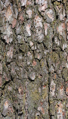 pine bark texture closeup