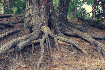 roots of old pine trees closeup