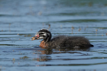Red-necked grebe (Podiceps grisegena) in its habitat in Denmark