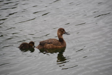 Greater Scaup Female and Duckling