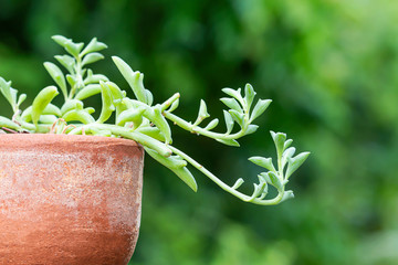 Dolphin Succulents plant (Senecio peregrinus) Dolphin necklace.