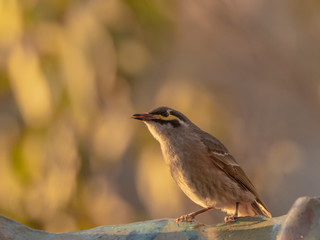 Yellow-faced Honeyeater (Lichenostomus chrysops) subspecies 