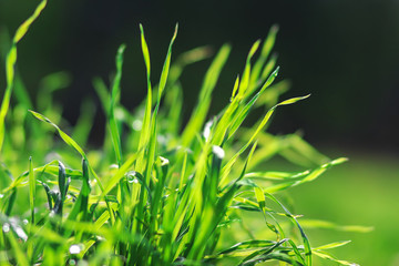 Juicy green grass with dew closeup on blurred dark background