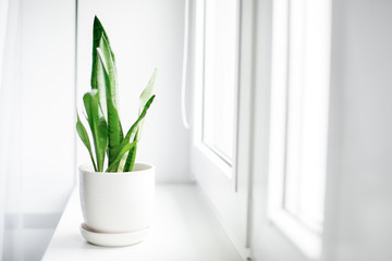 Modern houseplants with white curtain