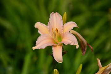 Lily on Green Background