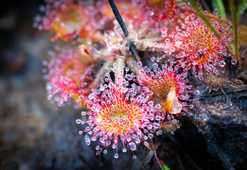 Drosera, commonly known as the sundews