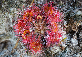 Drosera, commonly known as the sundews