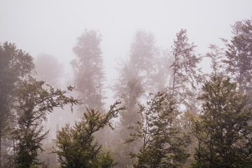 Obraz na płótnie Canvas Misty forest scenery in late summer