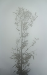 Silhouette of a lone tree in the fog