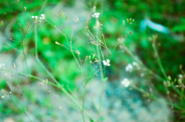 flower color white on meadow in garden