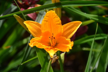 Orange Lily