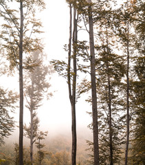 Autumn trees in the mist