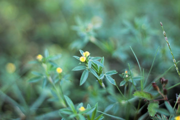 flower color yellow on meadow in garden