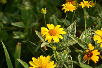 Yellow Flowers in Garden