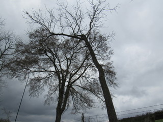 stormy trees