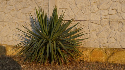 blue agave against a wall of stone panels on a summer Sunny evening