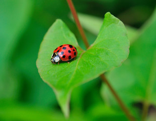 Ladybug 