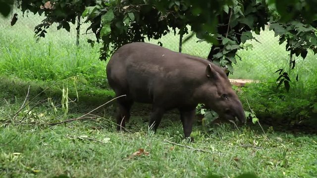 Barid's Tapir Walking in zoo
