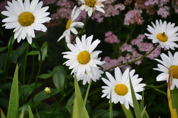 Obraz premium Daisies in Bloom
