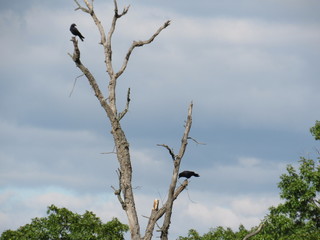 perching crows