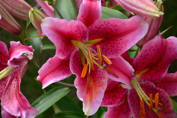 Pink Lily