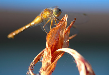 Dragonfly II